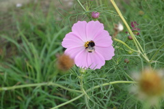 Bombus