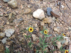 Sanvitalia fruticosa