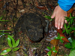 Phrynoidis juxtasper