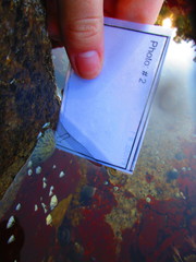 Testudinalia testudinalis