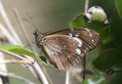 Euploea lewinii