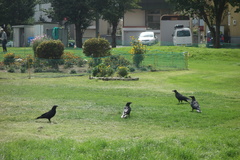 Corvus macrorhynchos