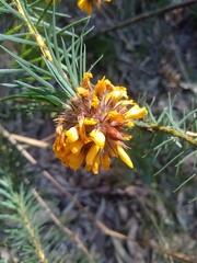 Pultenaea stipularis