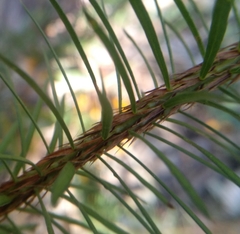 Pultenaea stipularis