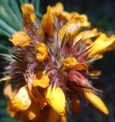 Pultenaea stipularis