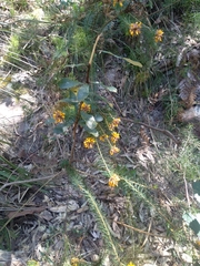 Pultenaea stipularis