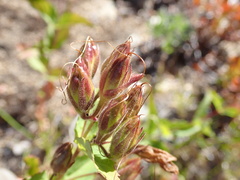 Nothochelone nemorosa