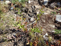 Nothochelone nemorosa