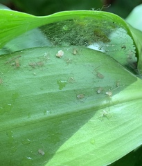 Scytodes pallida