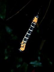 Lepidoptera