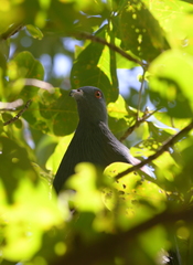 Ducula goliath