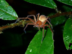 Sparassidae