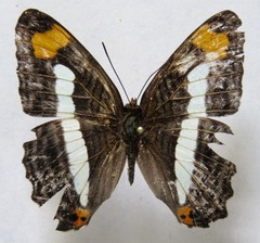 Adelpha iphicleola iphicleola