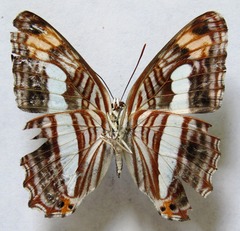 Adelpha iphicleola iphicleola