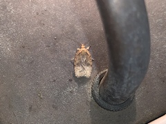 Agonopterix robiniella