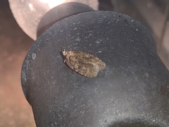 Agonopterix robiniella