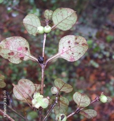 Coprosma spathulata