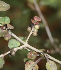 Coprosma spathulata