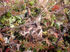 Masonhalea richardsonii