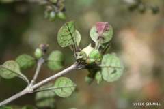 Coprosma spathulata