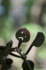 Coprosma spathulata