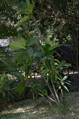 Atractocarpus heterophyllus