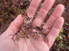 Masonhalea richardsonii