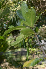 Atractocarpus heterophyllus