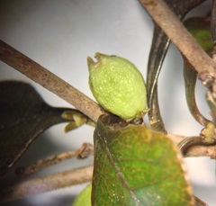 Coprosma spathulata