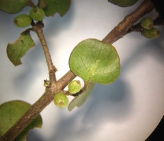 Coprosma spathulata