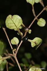 Coprosma spathulata