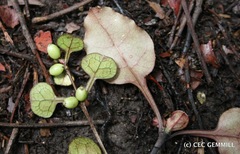 Coprosma spathulata