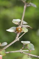 Coprosma spathulata