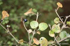 Coprosma spathulata