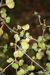 Coprosma spathulata