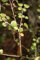 Coprosma spathulata