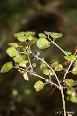 Coprosma spathulata