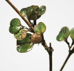 Coprosma spathulata