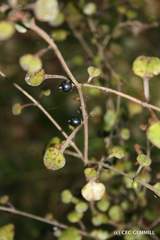 Coprosma spathulata