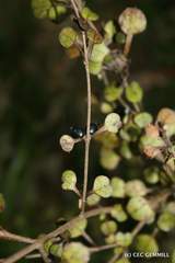 Coprosma spathulata