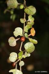 Coprosma spathulata