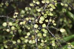 Coprosma spathulata