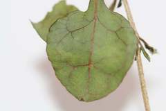 Coprosma spathulata