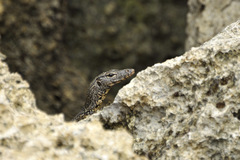 Varanus salvator andamanensis