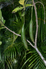 Atractocarpus heterophyllus