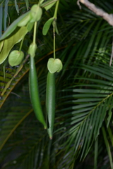 Atractocarpus heterophyllus