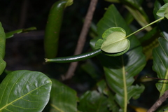 Atractocarpus heterophyllus
