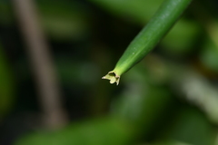 Atractocarpus heterophyllus