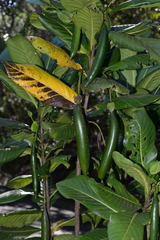 Atractocarpus heterophyllus