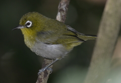 Zosterops xanthochroa